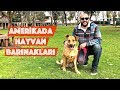 Amerika'da Hayvan Barınakları: Nasıl Hayvan Sahiplenilir? Pitbull Terrier, German Shepherd