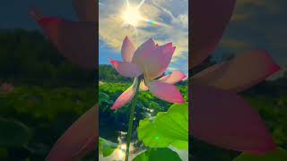 ?so beautiful ?❤️beautiful  Lotus flower nature