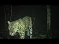 REAL NICE LIMPING LEOPARD WALKS BY A CAMERA IN GABON