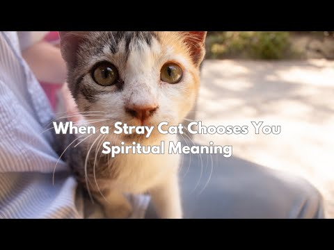 When a Stray