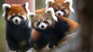 Adorable Red Pandas Compilation | 9GAG Adorable Red Pandas Compilation | 9GAG