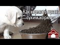 Как правильно кормить щенка сухим кормом