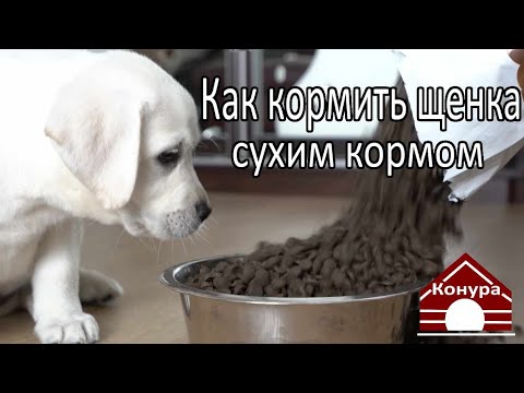 Видео: Специальные корма для щенков