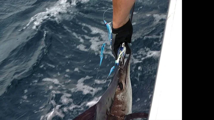 Sailfish