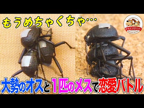 常に繁殖期のゴミムシダマシ  