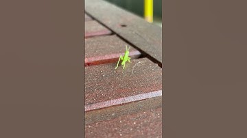 Annoyed Bug #bugs #greenbug #annoyed #walkingaway