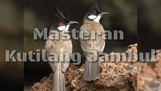 Suara Burung KUTILANG JAMBUL Gacor | suara jernih, cocok buat masteran