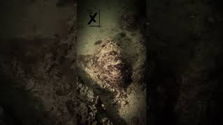 Cuttle Fish Reel IN DUBAI JUMEIRAH  #underwaterworld #underwatervideo #cuttlefish