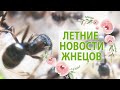 Летние новости жнецов