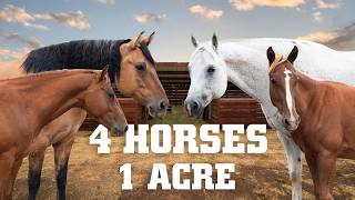 Small Ranch Big Dreams Introducing Our Horses