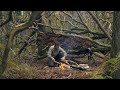 3 DAYS SOLO BUSHCRAFT | nature photography, tarp shelter, making fire, chicken on stick, Denmark