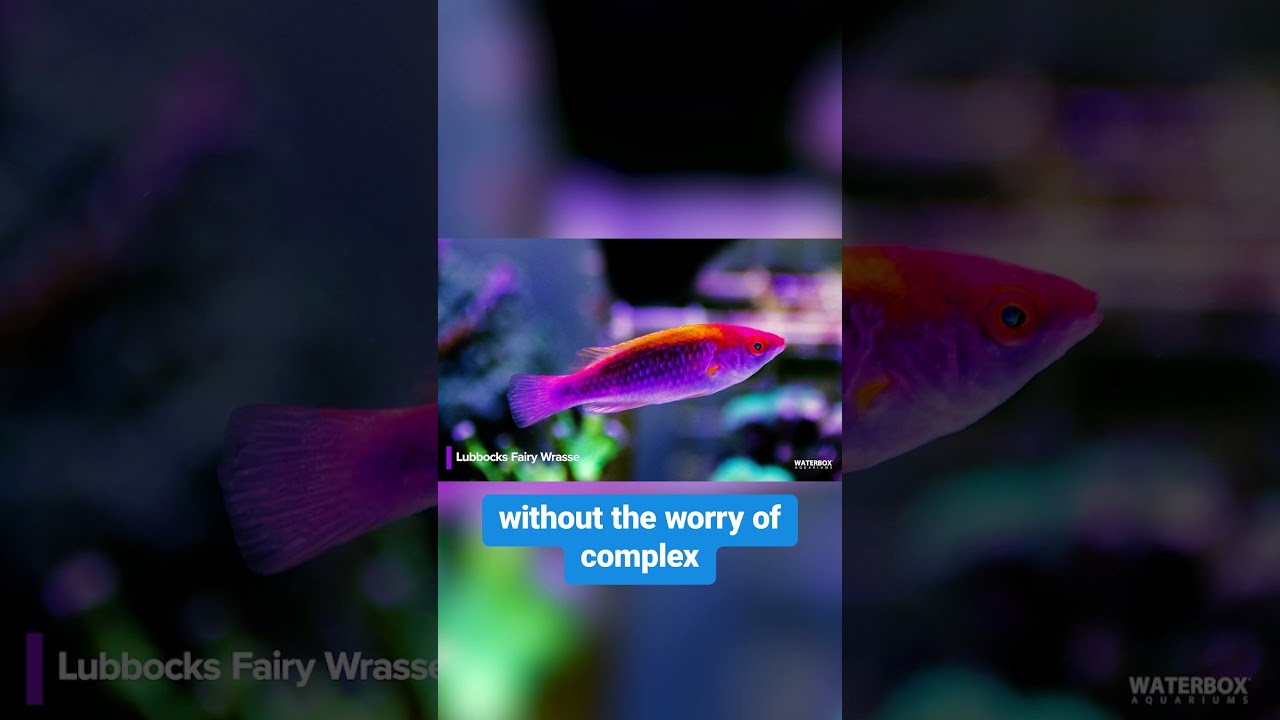 Top 10 fish that will bring your saltwater reef aquarium to life! Number 10: Lubbock’s Fairy Wrasse