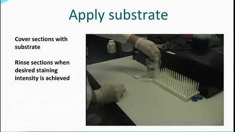 Tissue staining with ImmPACT DAB substrate from Vector Laboratories