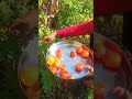 घर पर टमाटर उगाएँ