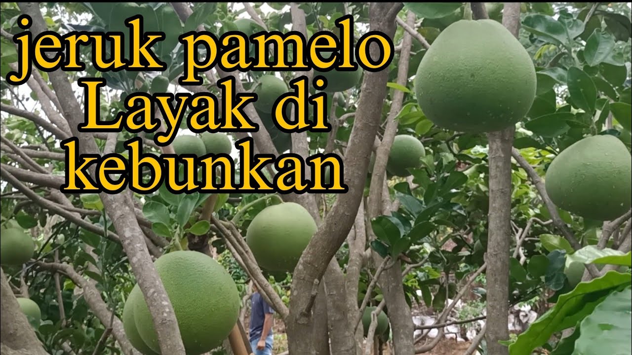 JERUK PAMELO LAYAK DI KEBUNKAN