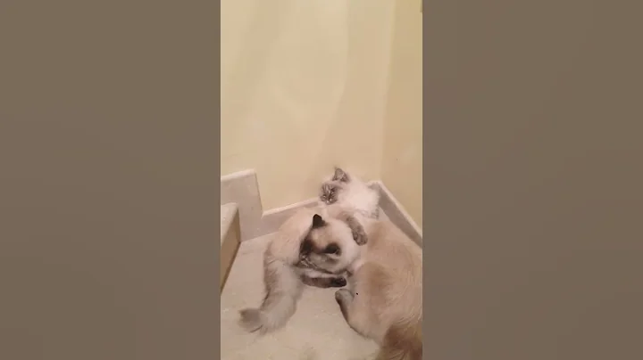 Watch the video about Siberian cats love fighting