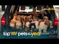 Top 100 best pets of the year 2021  the pet collective  funny animals