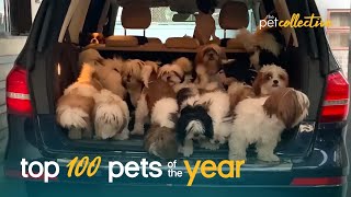 Top 100 Best Pets of the Year (2021) | The Pet Collective | Funny Animal Videos