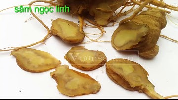 Cách nhận và phân biệt sâm ngọc linh