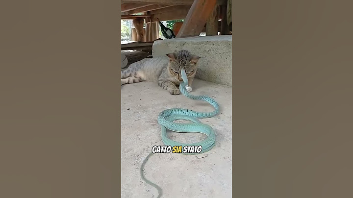 Gatto vs Serpente