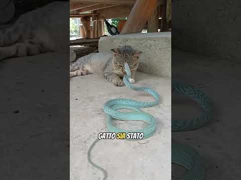 Gatto vs Serpente