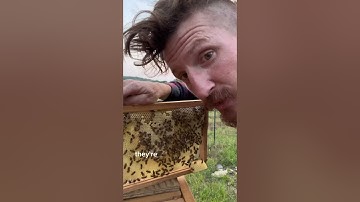 Beekeeping Basics: Essential Checks When Inspecting Your Bee Hive