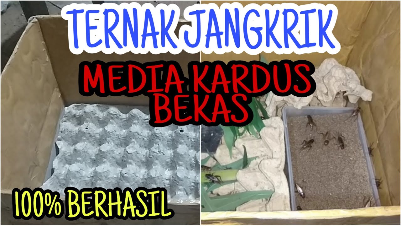 Cara Jitu Budidaya Jangkrik Untuk Pemula Siap Dapat Untung Besar