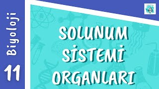 Biyoloji 11.Sınıf - Solunum Sistemi 1Solunum Sistemi Organları Ayt Solunum Sistemi