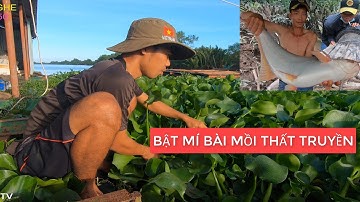 BẬT MÍ BÀI MỒI CÁM GÀ THẦN THÁNH CÂU CÁ TRA SÔNG / ĐIỀN TRẦN TV