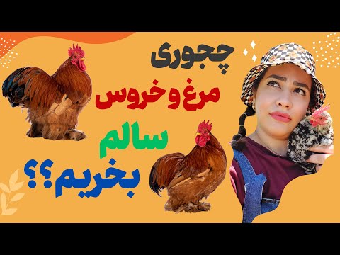 تصویری: 4 روش برای انتخاب مرغ عشق