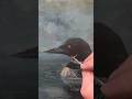 #Loon #painting #acrylic #spedup #mothersday #mom #duck #lake