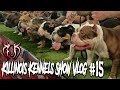 AMERICAN BULLY/EXOTIC BULLY DOG SHOW!!!!! KILLINOIS KENNELS SHOW VLOG#15 IBKC