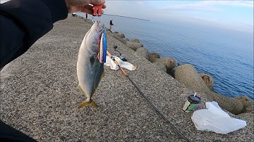 Cảm giác khi lần đầu tiên trong đời câu Lure dính cá cam | Gia Đình Cá Tráp