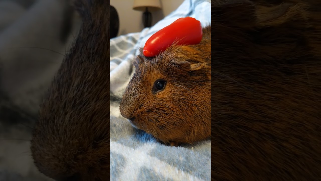 Capybara the guinea pig