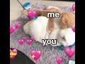 cute cats wholesome video | cute cat | wholesome | vamps | meme template