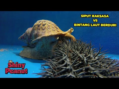 Video: Bisakah siput laut membunuhmu?