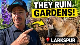 How to Keep Gophers Away from Your Larkspur Property