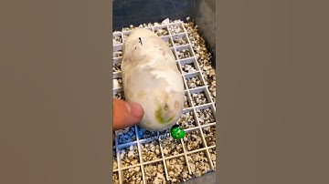 🐍Green Mold🧪 #molinarosnakelab #shorts #snakeegg #snakebreeder #reptileeggs #reptiles #royalpython