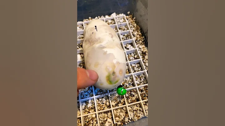 🐍Green Mold🧪 #molinarosnakelab #shorts #snakeegg #snakebreeder #reptileeggs #reptiles #royalpython