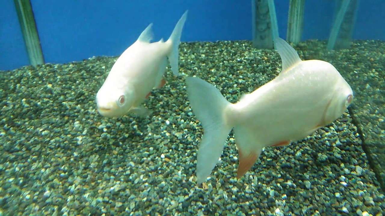 熱帯魚動画図鑑 アルビノコロソマ 動物 犬 猫 他色々 まとめ動画