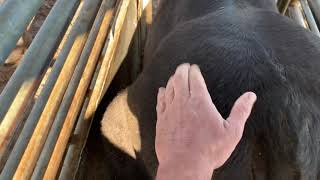 How do huge cow abscesses form? Sometimes from a huge hematoma.  Pretty bloody wild regardless!