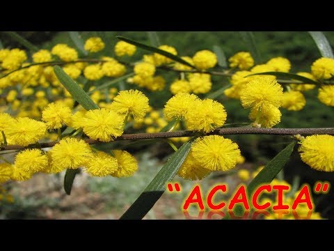 Video: Las Valiosas Propiedades Medicinales De La Miel De Acacia