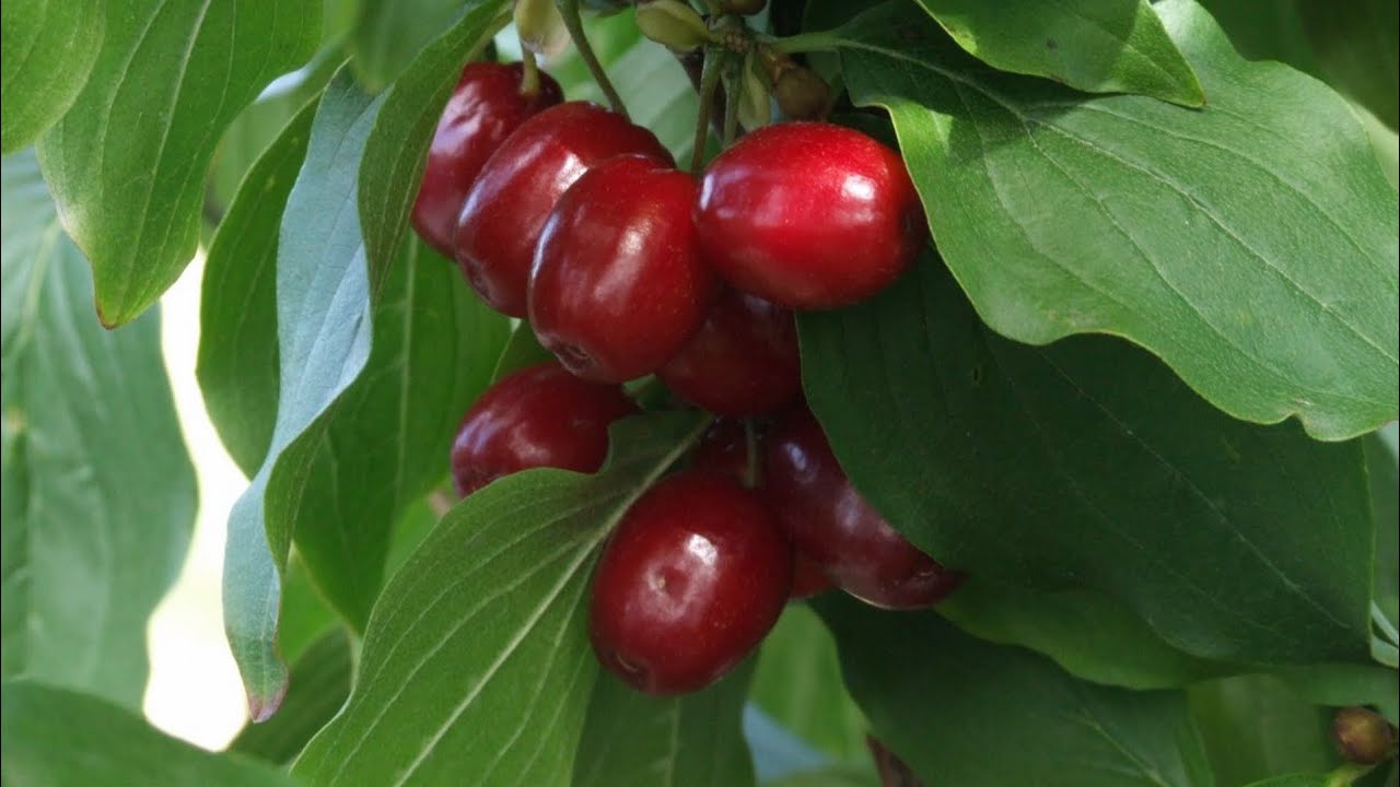 Dereń jadalny – wymagania i pielęgnacja roślin oraz odmiany do uprawy