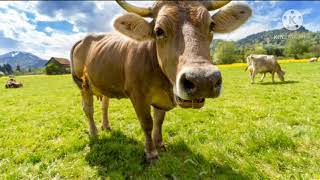 Mükemmel İnek Sesi̇
