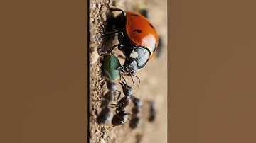 Ants vs Ladybug 🐜🐞 Battle for the Honeydew #Ants #Ladybug #InsectWar