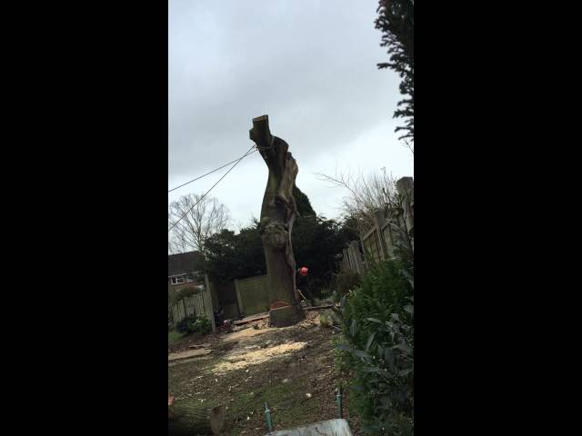 Oak tree felled in Rayleigh, Essex