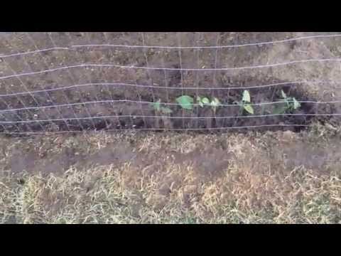 High Density Espalier Gardener - Beans - 04-09-15. Pinto & Black