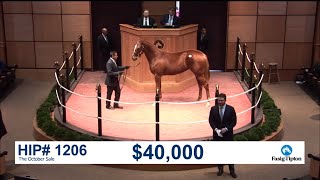 Before They Were Stars: BRITISH IDIOM at the 2018 Kentucky October Yearlings Sale