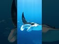 Majestic Manta Ray 'Flying' Underwater ✨ #Shorts #mantaray #ocean