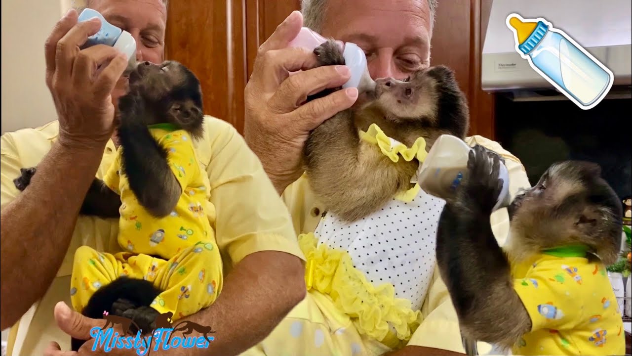 Ночная рутина обезьянок, пижама и ночная бутылочка 🍼! 🐒🐒🐒💕❤️💕